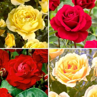 Multiflora rose (Polyantha) - red and yellow-flowered varieties - four seedlings