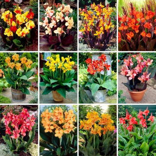 Plántulas de lirio Canna - selección de 12 variedades de plantas con flores