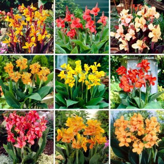 Canna lily seedlings - selection of 9 flowering plant varieties
