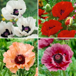 Răsaduri de mac - selecție de 4 soiuri de plante cu flori