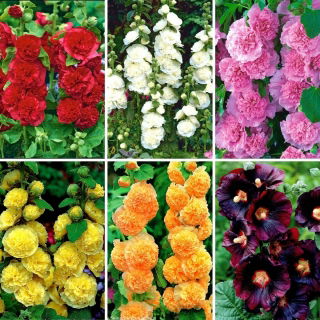 Hollyhock palánták - 6 virágos növényfajta választéka