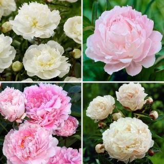 Peony seedlings - selection of 4 flowering plant varieties