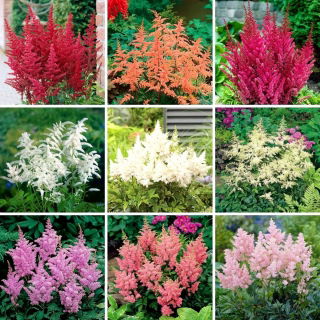 Piantine di falsa barba di capra (Astilbe) - selezione di 9 varietà di piante da fiore