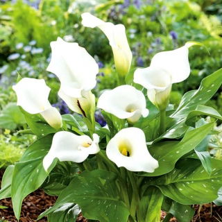 Zantedeschia, Calla Lily White - stor pakke! - 10 stk