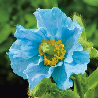 Meconopsis Betonicifolia, Papavero himalayano - Confezione XL - 50 pz
