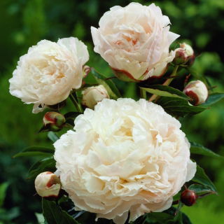Paeonia, Pfingstrose Shirley Temple - XL-Packung - 50 Stk