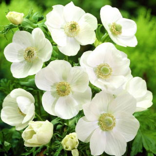 Anemone The Bride - XXL Pack - 80 st