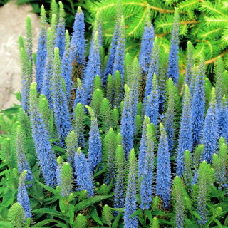 Veronica, Speedwell Light Blue - velké balení! - 10 ks.