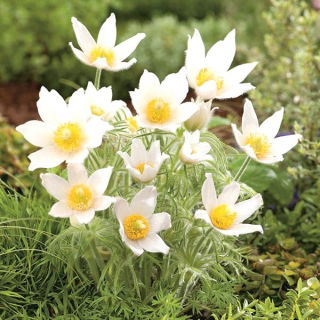 Pasque blomst - hvide blomster - frøplante; pasqueflower, almindelig pasque blomst, europæisk pasqueflower - XL pakning - 50 stk.