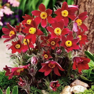 Anemone pulsatille - fleurs rouges - semis ; anemone pulsatille, anemone pulsatille commune, anemone pulsatille europeenne - pack XL - 50 pcs