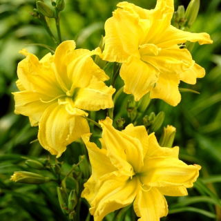 Daylily 'River Wye'  large package! - 10 pcs