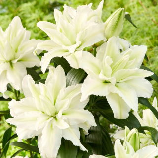 Lirio oriental doble 'Roselily Aisha' - ¡hermosa fragancia! - paquete grande! - 10 piezas
