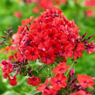 Phlox (Phlox) - Płomyk wiechowaty - Orange Perfection - 1 stuk - 