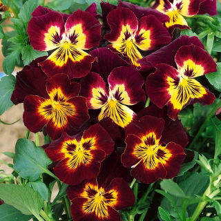 Pensée Géante - Brun avec tache jaune - Viola×wittrockiana - Floraison du printemps jusqu’à la fin de l’automne - Graines fraîches