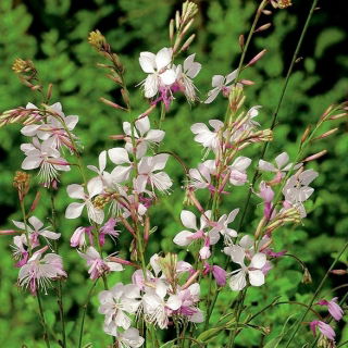 Gaura Sparkle Biele semená - Gaura lindheimeri - 30 semien