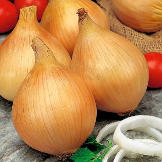 Vanlig løk - Tandem - 1000 frø - Allium cepa L.