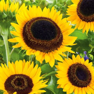 Dísznapraforgó - Taiyo - Helianthus annuus - 1 kg - Magas, támogatásra alkalmas vágott virág fajta - Friss vetőmagok