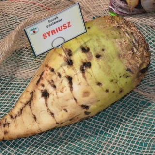 Sfeclă furajeră monogerm Sirius - 0,25 kg - 