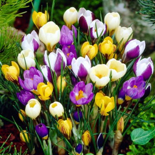 Botanische krokus selectie - 10 stuks - 