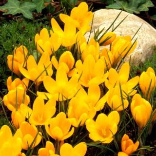 Žlutý krokus - XXL balení 100 ks.