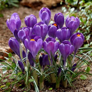 Blue Ocean crocus - XXL pack 100 pcs