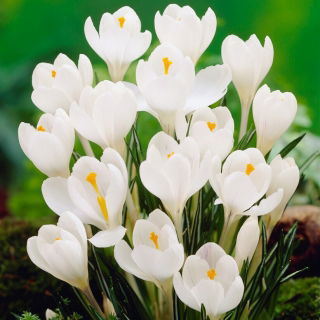 Crocus alb cu flori mari - pachet XXXL - 500 buc.