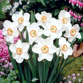 Jonquille blanche de Tommy - paquet XL - 50 pcs