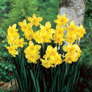 Narcis trojdílný - XL balení - 50 ks.