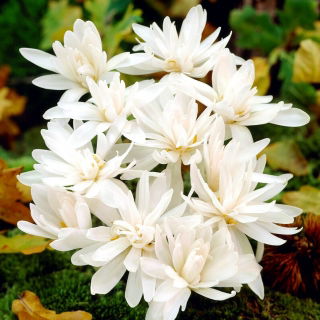 Crocus de otoño doble Alboplenum; azafrán de la pradera, mujer desnuda - Pack XL - 50 uds.