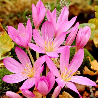 Crocus d'automne purpureum; safran des pres, femme nue - gros paquet ! - 10 pieces