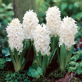 White Pearl Hyazinthe - XL-Packung 30 Stk - 