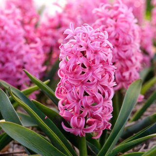 Scarlet Pearl Hyazinthe - XL Packung 30 Stk - 