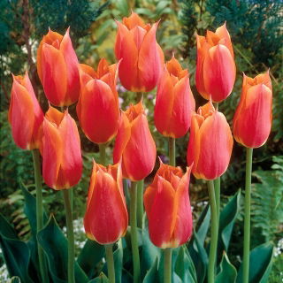 Big Brother tulip - XXXL pack  250 pcs