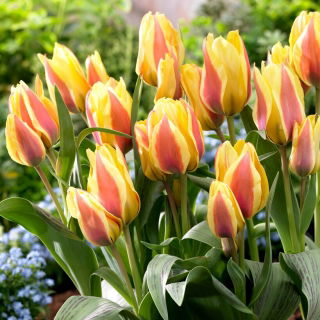 Tulipán City Flower - Pack XL - 50 uds