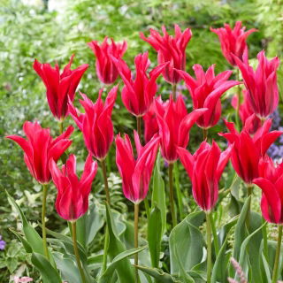 Tulipano Minuetto per bambole - Confezione XL - 50 pz