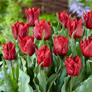 Tulipe Robinho - 5 pieces