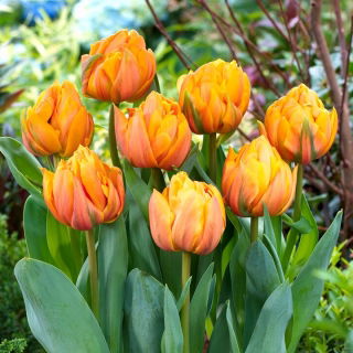 Tulipano Freeman - 5 pz