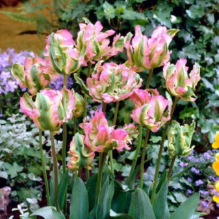Green Wave tulip - XL pack - 50 pcs