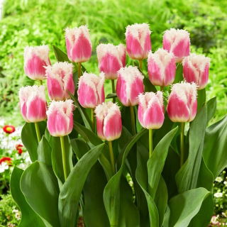 Hawaii tulip - XXXL pack  250 pcs