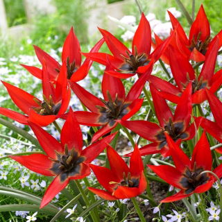 Lizzy tulip - XXXL pack  250 pcs