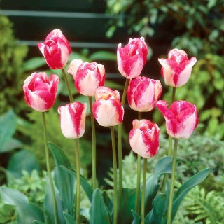 Mata Hari tulipan - XL pakke - 50 stk.