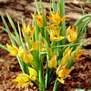 Orphanidea Flava tulipano botanico - Confezione XL - 50 pz
