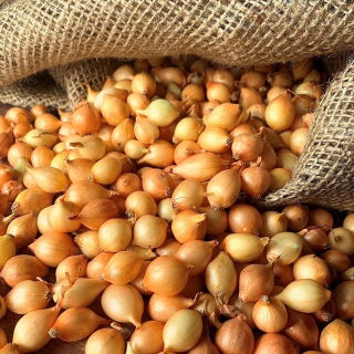 Taze soğan - sarı - 10 kg; yeşil soğan - 