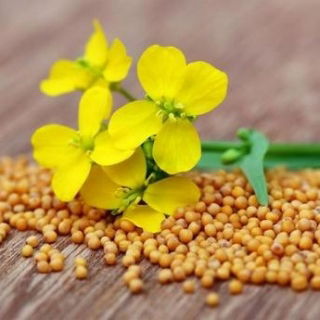 Brun sennep - 1 kg - 