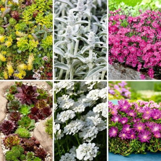 Fiori del giardino roccioso - set di semi 6 varietà di piante - 