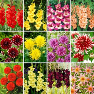 Răsaduri de dalie și bulbi de gladiole - selecție de 12 soiuri de plante cu flori