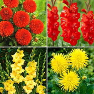Dahliensetzlinge und Gladiolenzwiebeln - Auswahl von 4 blühenden Pflanzensorten - 