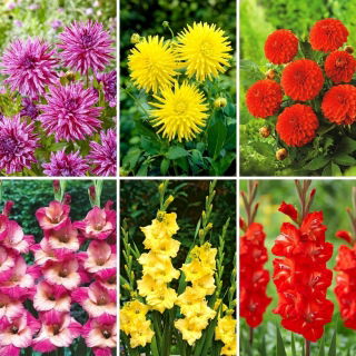 Semis de dahlia et bulbes de glaieul - selection de 6 varietes de plantes a fleurs