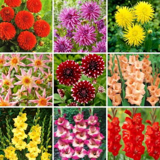Dahliensetzlinge und Gladiolenzwiebeln - Auswahl von 9 blühenden Pflanzensorten