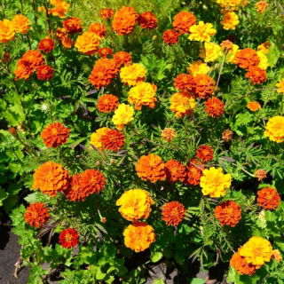 Studentenblume - Mischung - Tagetes patula - 100 g - Dekorativ, schützt Pflanzen vor Schädlingen - Samen